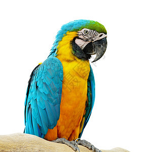 蓝色和金MacawAviary孤立在白色背景上动物园翅膀眼睛图片