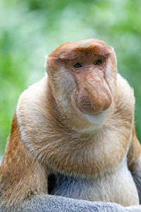 玩徒步旅行哥打京那巴鲁红树林中的长鼻猴图片