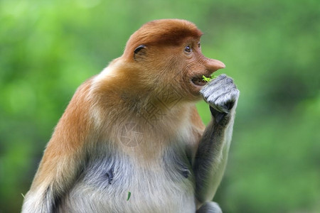 害羞的苹果浏览器哥打京那巴鲁红树林中的长鼻猴隐藏背景图片