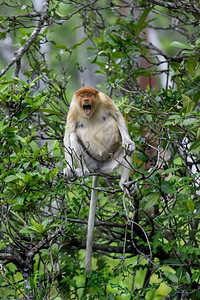 异国情调哥打京那巴鲁红树林中的长鼻猴公园约根森图片