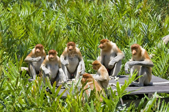 动物国民树木哥打京那巴鲁红树林中的长鼻猴图片