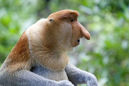 哥打京那巴鲁红树林中的长鼻猴山打根文莱亚洲背景图片