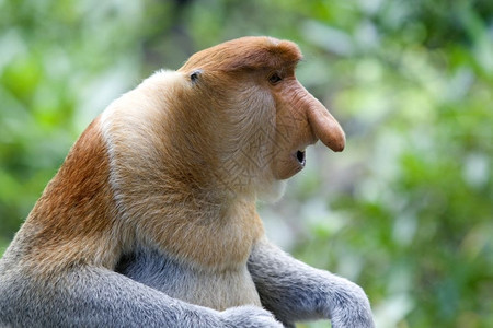 哥打京那巴鲁红树林中的长鼻猴山打根文莱亚洲图片