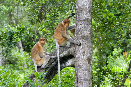 国民苹果浏览器约根森哥打京那巴鲁红树林中的长鼻猴图片
