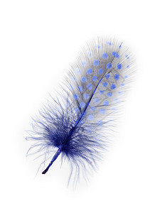 自然颜色以紫涂在白底的几内亚禽羽毛类图片