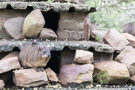 蓬松的ARockHyrax又称CapeHyrax和Dassie坐在南非的岩石上啮齿动物普罗卡维亚图片