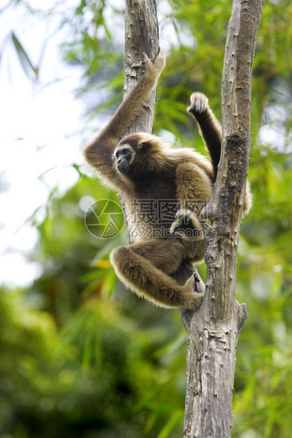 马来西亚婆罗洲哥打京那巴鲁的长臂猿猴文莱砂拉越泰国图片