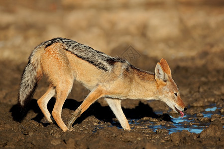 在南非卡拉哈里沙漠的一个水坑里黑背的胡狼Canismesomesomelas毛茸皮未受破坏的图片