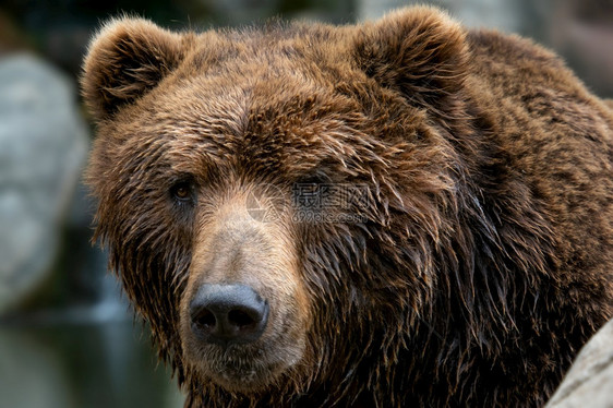 野生动物棕熊前视线堪察卡熊乌尔萨斯Arctosberingianus的肖像俄罗斯正面图片