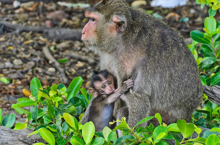 家庭母乳喂养婴儿猴子毛母亲图片