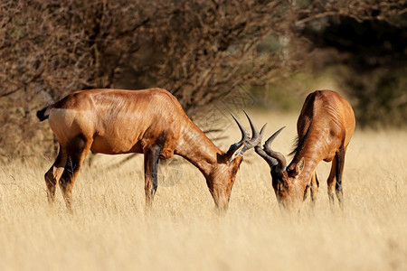 野生动物未受破坏的草食动物南非莫卡拉公园草原上红色哈特比斯Alceraphusbuselaphus的对等图片