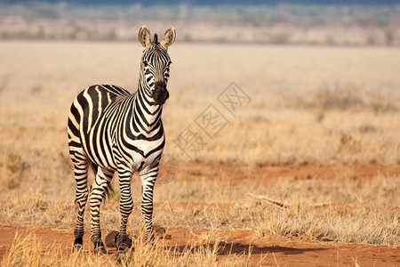 皮肤哺乳动物白色的一个斑马站在草原上肯尼亚旅行Tsavo图片