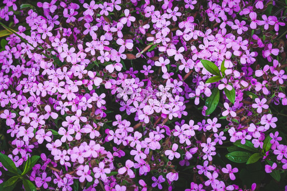 满天星阴暗中漂亮的粉红色Gypsophila垫被子植物图片