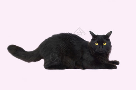 黑色的猫咪图片
