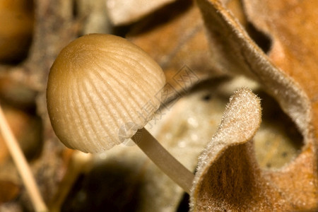 生物学态旅游植的野生蘑菇比奇森林瓜达拉姆公园塞戈维亚卡斯蒂利和里昂图片