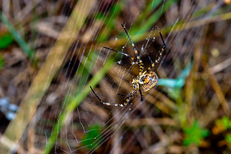 黑色的一只蜘蛛阿吉波比伦尼奇体积庞大且具有威胁方面蜘蛛阿吉普布伦尼奇威胁的丑陋图片