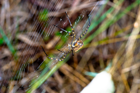 阿尔乔佩布伦尼基一只蜘蛛阿吉波比伦尼奇体积庞大且具有威胁方面蜘蛛阿吉普布伦尼奇莱利图片