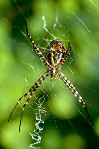 一只蜘蛛阿吉波比伦尼奇体积庞大且具有威胁方面蜘蛛阿吉普布伦尼奇生活恐惧阿莱利图片