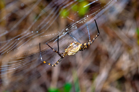 一只蜘蛛阿吉波比伦尼奇体积庞大且具有威胁方面蜘蛛阿吉普布伦尼奇丑陋大量野生动物图片