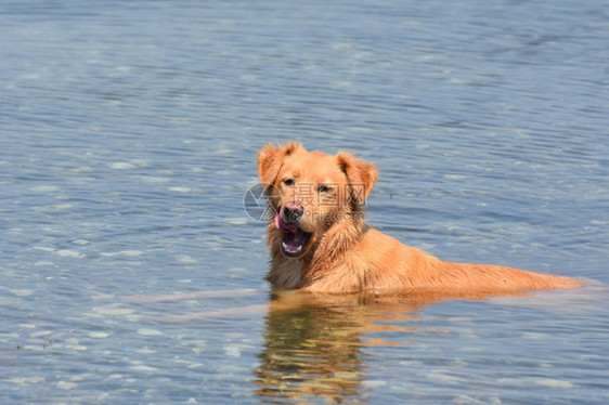 鸭子寻回犬在水中张开嘴口动物摄影收费狗图片