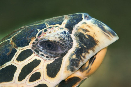 泰国PhiPhi的Hawksbill海龟眼睛帕隆图片
