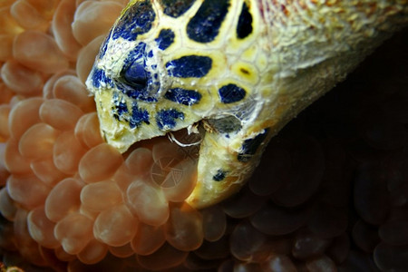 异国情调气泡泰PhiPhi的Hawksbill海龟潜水点图片