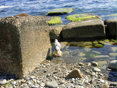 液体云单独的海鸥在岸夏季日自然图片