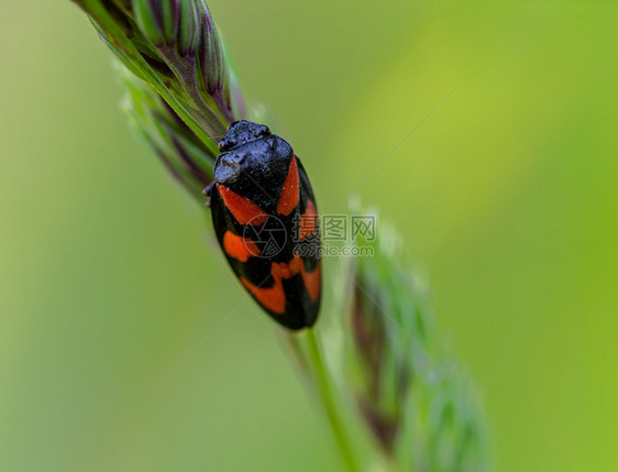 环境Cicada坐在一刀草上巨型血晶尾巴地位黑色的图片