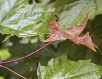 环境枫秋天落下的雨滴叶子秋月的山坡叶有雨滴苍白图片