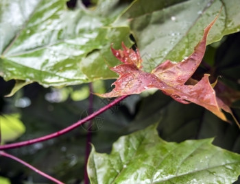 苍白树叶堕落秋天下的雨滴叶子秋月的山坡叶有雨滴图片