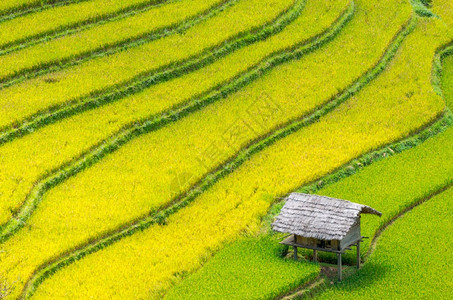 粗糙的白饭越南YenBaiMuCangChai梯田上的稻越南西北部MuChai的稻田准备收割颜白图片