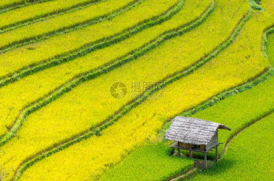 粗糙的白饭越南YenBaiMuCangChai梯田上的稻越南西北部MuChai的稻田准备收割颜白图片