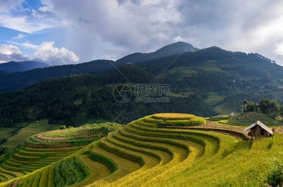 土地巴厘岛越南YenBaiMuCangChai梯田上的稻越南西北部MuChai的稻田准备收割燕白图片