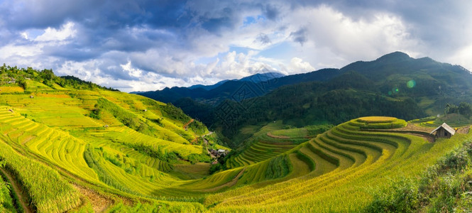 食物米越南YenBaiMuCangChai梯田上的稻越南西北部MuChai的稻田准备收割阳台图片