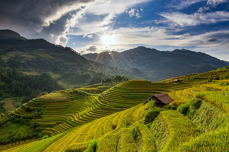 土地越南YenBaiMuCangChai梯田上的稻越南西北部MuChai的稻田准备收割景观亚洲人图片