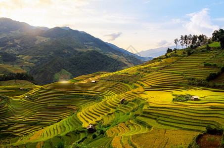 阳台越南YenBaiMuCangChai梯田上的稻越南西北部MuChai的稻田准备收割自然绿色图片