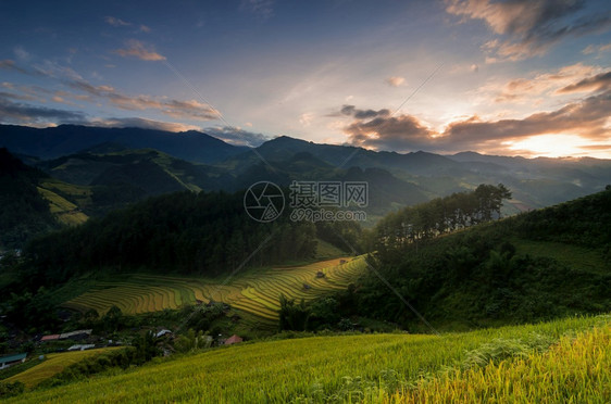 旅行食物越南YenBaiMuCangChai梯田上的稻越南西北部MuChai的稻田准备收割阳台图片