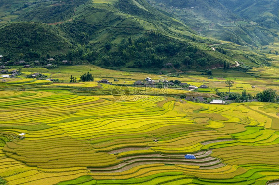 越南YenBaiMuCangChai梯田上的稻越南西北部MuChai的稻田准备收割土地农业谷图片