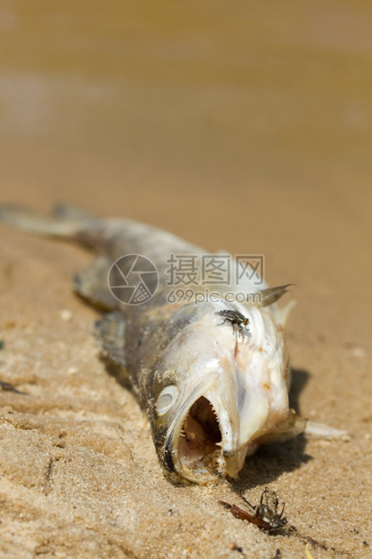 污染派克河边的鱼梭鲈图片
