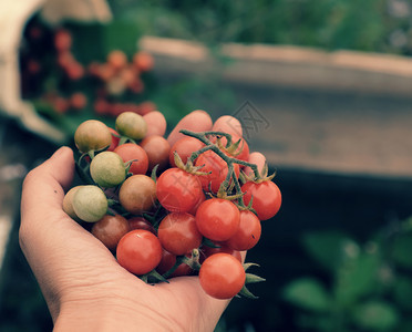 天青色生长收割野樱桃番茄的女在花园里种植手握着红熟番茄的近镜头在越南大拉特DaLat自然界绿色模糊背景上新鲜果实图片