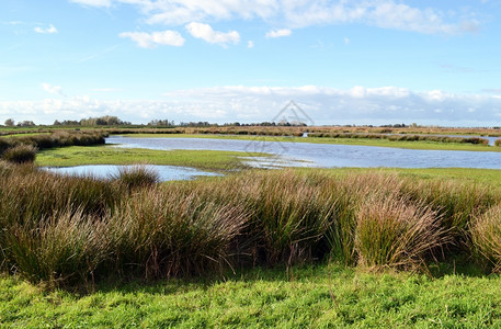 荷兰北部村庄附近NieuwkoopsePlassenA自然遗迹附近的湿地自然保留区GreenJonker新库普塞草走道图片