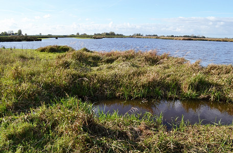 地平线荷兰北部村庄附近NieuwkoopsePlassenA自然遗迹附近的湿地自然保留区GreenJonker管理沼泽图片