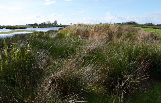 荷兰北部村庄附近NieuwkoopsePlassenA自然遗迹附近的湿地自然保留区GreenJonker空气编织鸟图片