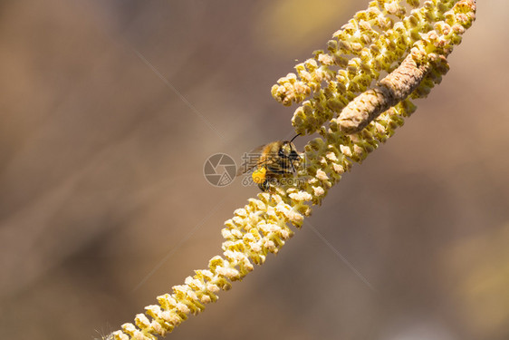 飞蜜蜂收集海泽尔植物的花粉黄蜂收集海泽尔植物的花粉工作开图片