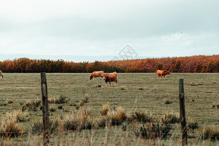 牧场冬天季即将到来的时候在山谷里吃着棕牛奶图片