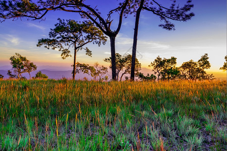 草地和黄昏的松树暮针叶夏天图片