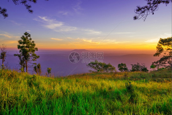 风景优美日落草地和黄昏的松树针叶图片