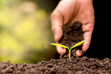 男人的手在土壤里种树苗绿色生长环境图片
