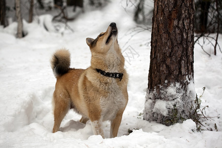 天赋狗在雪上猎食跳跑图片