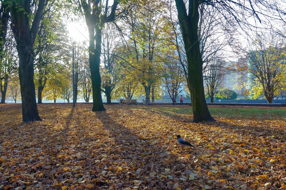 乡村的秋天在公园里散步秋天的风景在公园里秋天的风景在公园里散步叶子季节图片